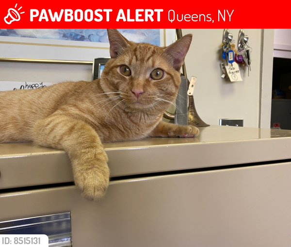 Lost Male Cat last seen Thomas ventures store, Queens, NY 11373