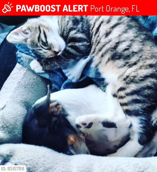 Lost Female Cat last seen McDonald's Taylor Road, Port Orange, FL 32128