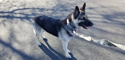 Found/Stray Unknown Dog last seen Near and McLean Ave , Fairfax, VA 22030