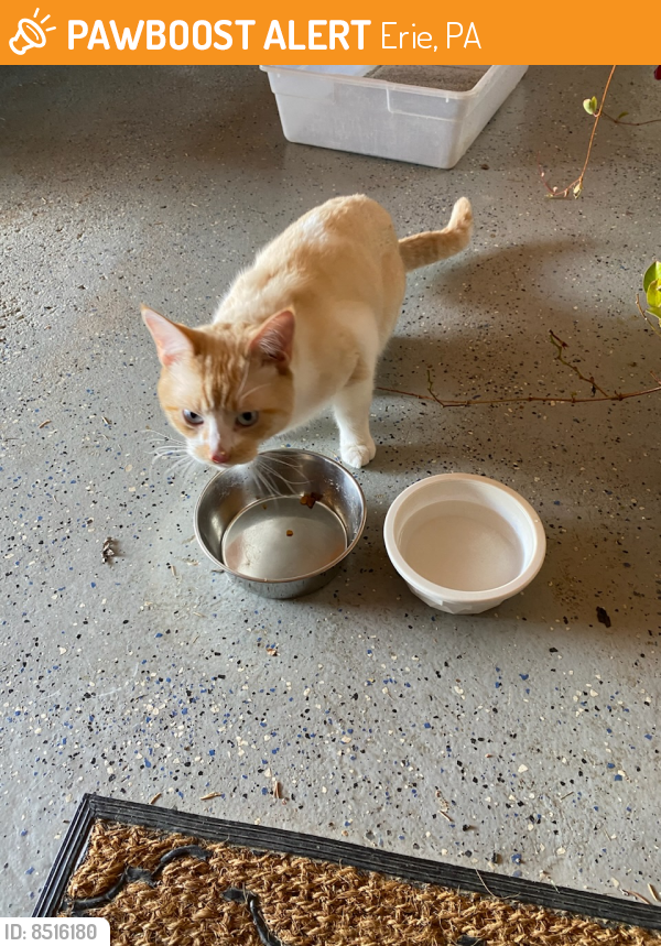 Surrendered Male Cat in Erie, PA 16510 (ID 8516180) PawBoost