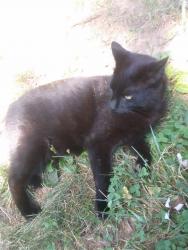 Lost Male Cat last seen Memphis New York tater road crossway where tater road and sunset park rd connect, Memphis, NY 13112