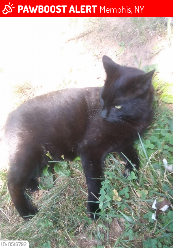 Lost Male Cat last seen Memphis New York tater road crossway where tater road and sunset park rd connect, Memphis, NY 13112