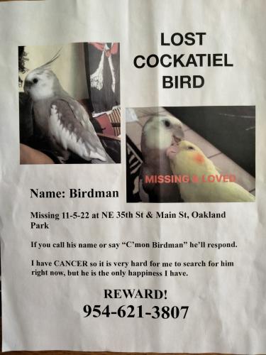 Lost Male Bird last seen Dixie highway , Oakland Park, FL 33334