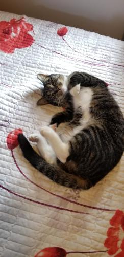 Lost Female Cat last seen Near , Queens, NY 11434