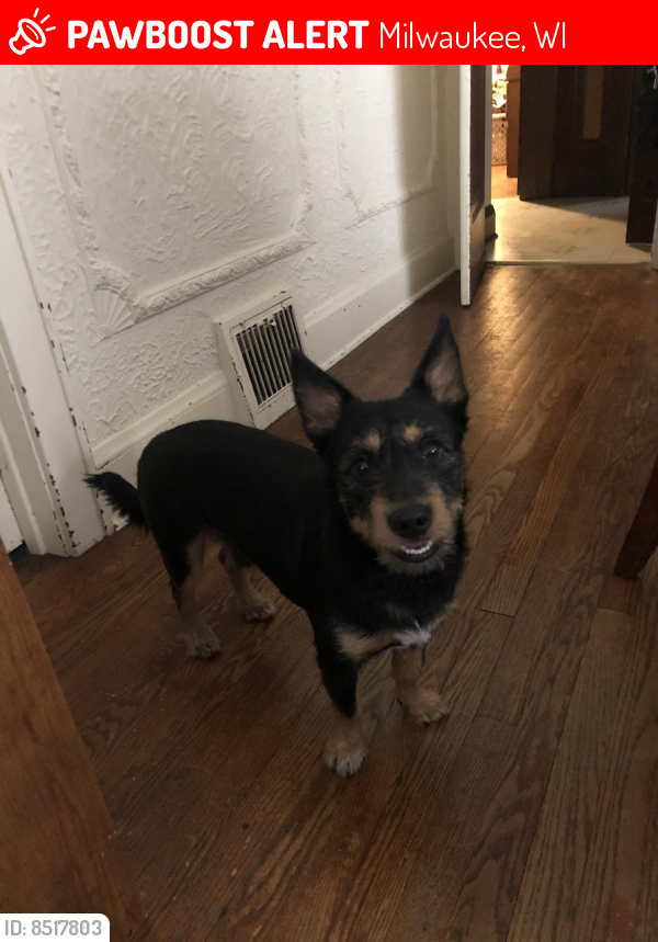 Lost Male Dog last seen 47th Townsend, Milwaukee, WI 53216