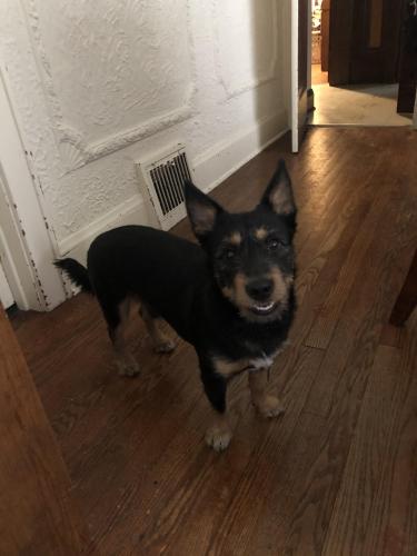 Lost Male Dog last seen 47th Townsend, Milwaukee, WI 53216