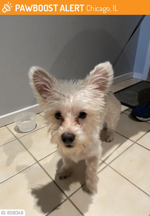Found/Stray Male Dog last seen Near Valley of Jordan on 53rd, Chicago, IL 60615