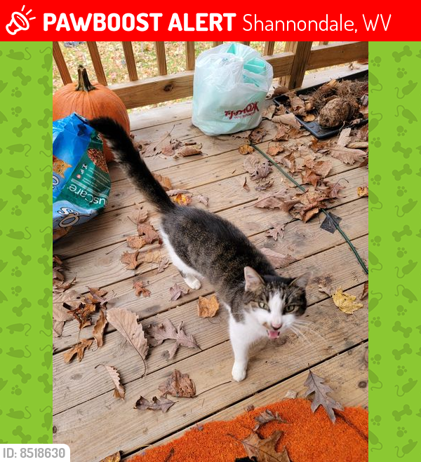 Lost Female Cat last seen Laeside Dr and White Mule., Shannondale, WV 25425