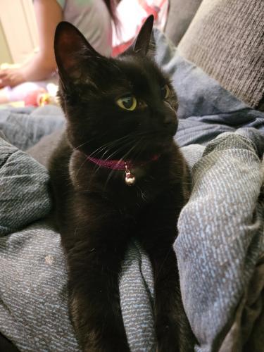 Lost Female Cat last seen Mickler Drive, Moss Point- Fairlawn, Ladson, SC 29456