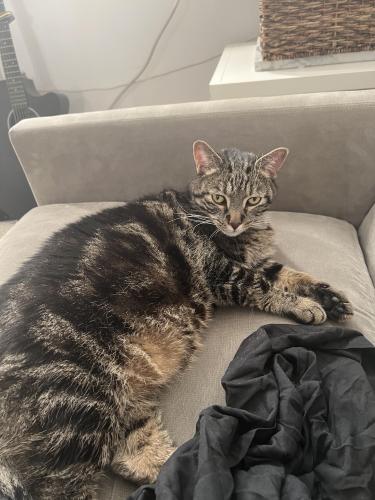 Found/Stray Unknown Cat last seen Cross streets of Ten Eyck St and Lorimer St, Brooklyn, NY 11211