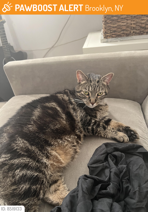 Found/Stray Unknown Cat last seen Cross streets of Ten Eyck St and Lorimer St, Brooklyn, NY 11211
