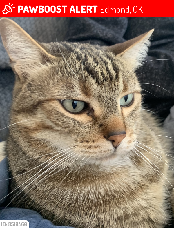 Lost Male Cat last seen Near and Rockwell, Edmond, OK 73013