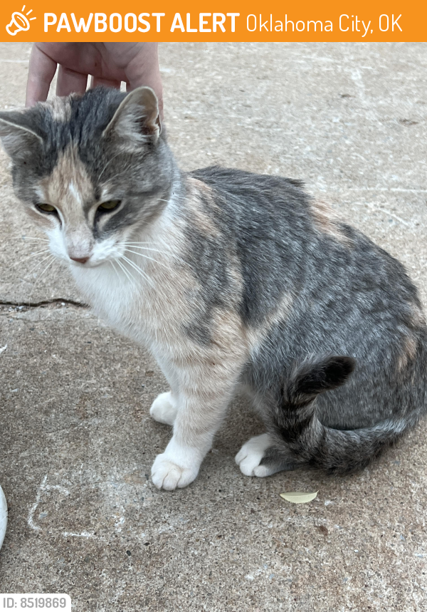 Found/Stray Female Cat last seen Bluff Creek Aparmtent complex, Oklahoma City, OK 73162