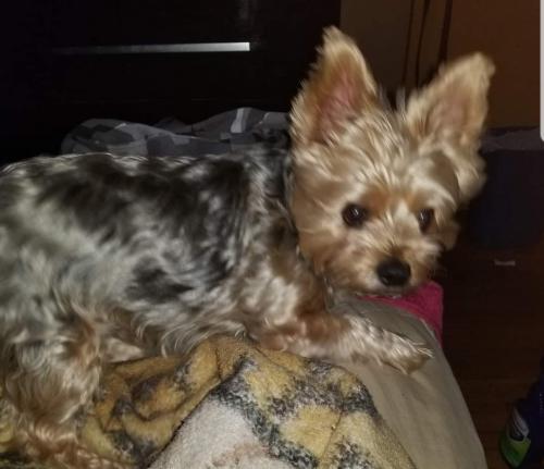 Lost Male Dog last seen 142nd Cottage Groove , Dolton, IL 60419