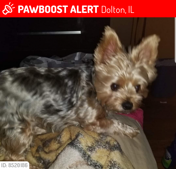 Lost Male Dog last seen 142nd Cottage Groove , Dolton, IL 60419