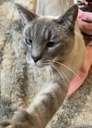 Lost Male Cat last seen Huntcliff Dr, Taylors, SC 29687