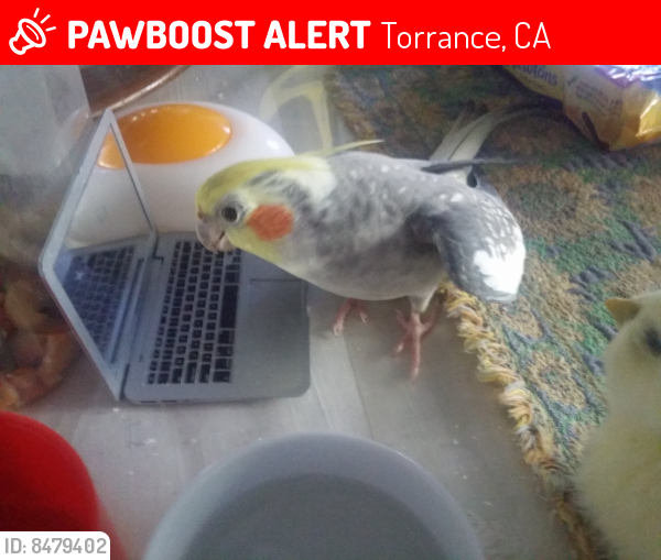 Lost Male Bird in Torrance, CA 90504 Named Felix (ID 8479402) PawBoost
