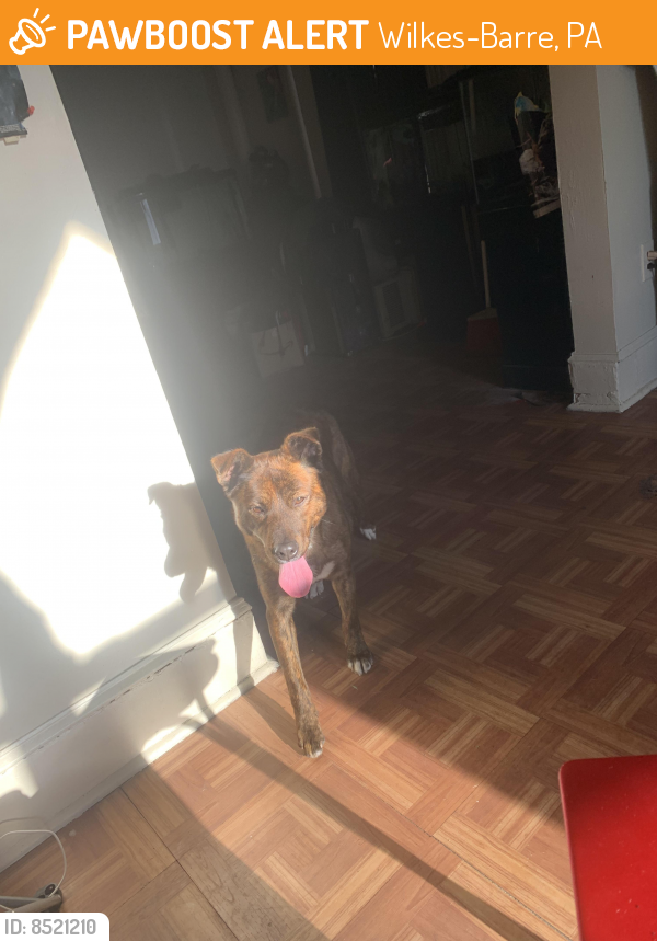 Found/Stray Female Dog in WilkesBarre, PA 18702 (ID 8521210) PawBoost