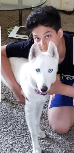 Lost Female Dog last seen Lake Forest and Vintage woods dr , Lake Forest, CA 92630
