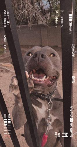 Lost Male Dog last seen Montgomery and Jefferson , Albuquerque, NM 87110