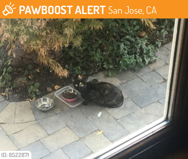 Rehomed Female Cat last seen Hull ave and Fuller, San Jose, CA 95125