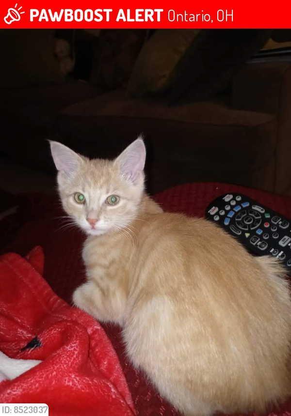 Lost Male Cat last seen Village Mall Dr Amimal hosp of Ontario , Ontario, OH 44906