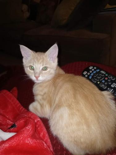 Lost Male Cat last seen Village Mall Dr Amimal hosp of Ontario , Ontario, OH 44906