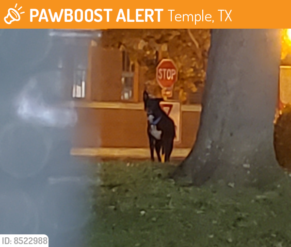Found/Stray Unknown Dog last seen E. Calhoun Avenue, Temple, TX 76501
