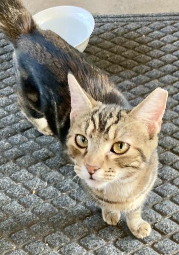 Found/Stray Unknown Cat last seen Emerald & Enid Mesa 85210, Mesa, AZ 85210