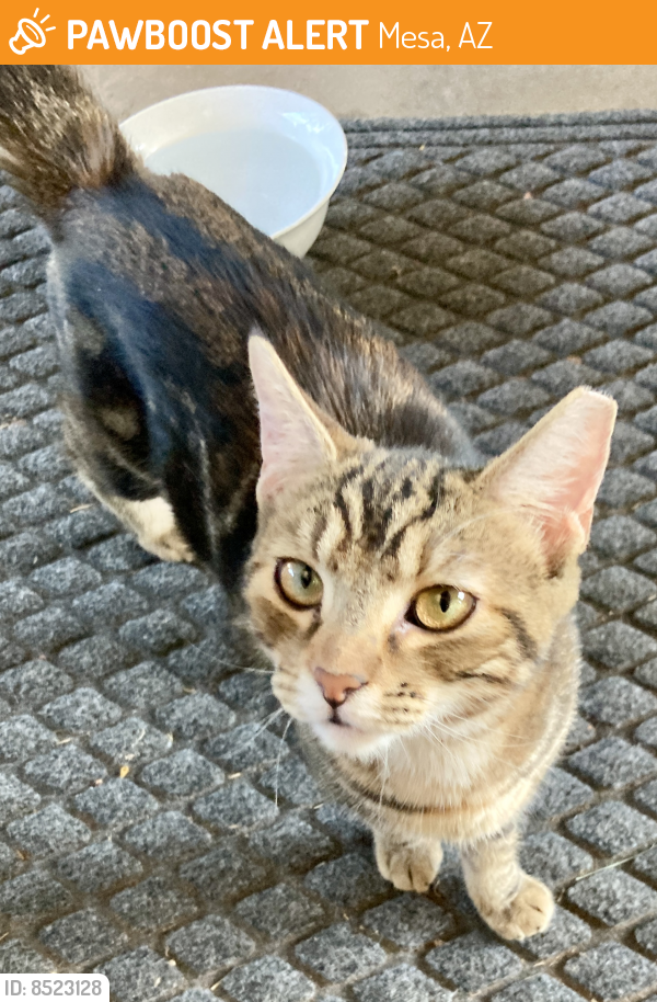 Found/Stray Unknown Cat last seen Emerald & Enid Mesa 85210, Mesa, AZ 85210