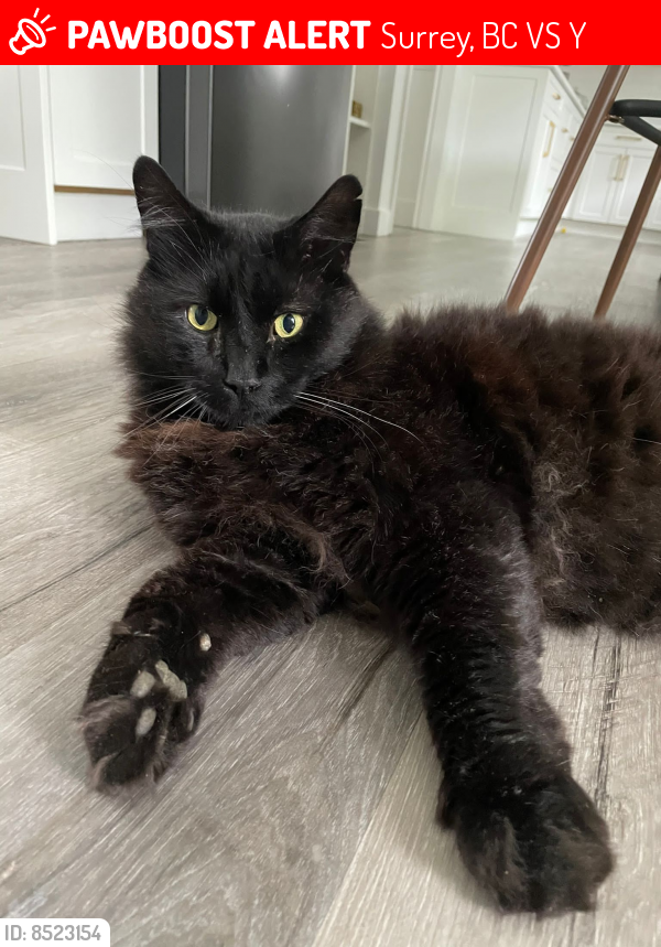 Lost Male Cat last seen Janice Churchill Elementary, Surrey, BC V3S 9Y1