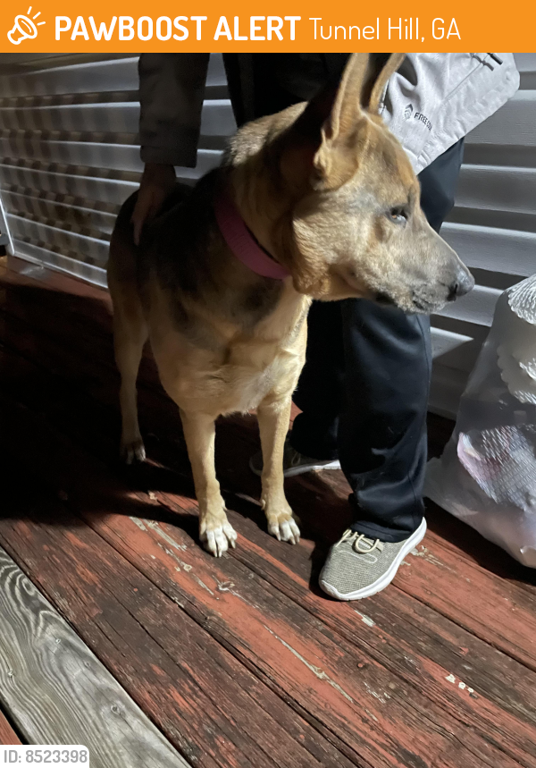 Found/Stray Female Dog in Tunnel Hill, GA 30755 (ID 8523398) PawBoost