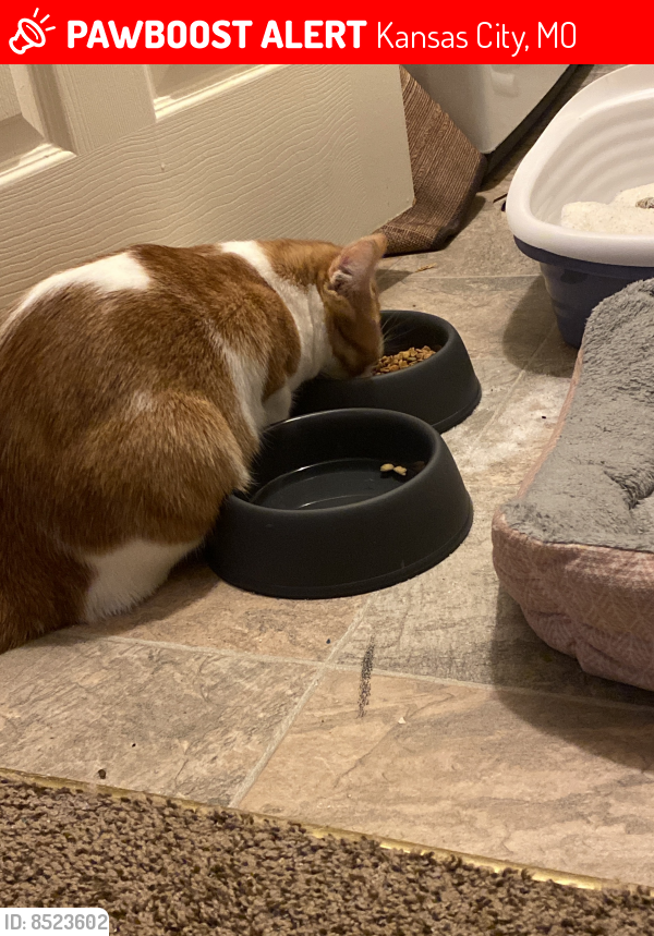 Lost Male Cat last seen by the dollar general, Kansas City, MO 64155