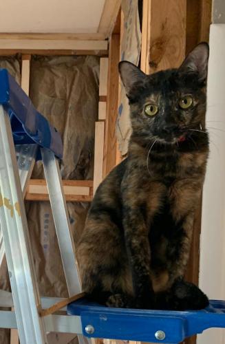 Lost Female Cat last seen Forest Glen Dr and Saxony Rd (near Holy Cross hosp) Silver Spring 20910, Silver Spring, MD 20910