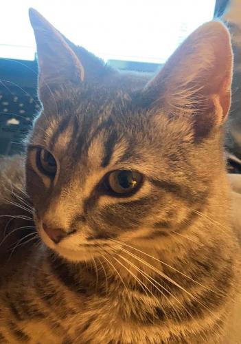 Lost Female Cat last seen Yellow Springs Rd./Rocky Springs Rd.-Circle , Frederick, MD 21702