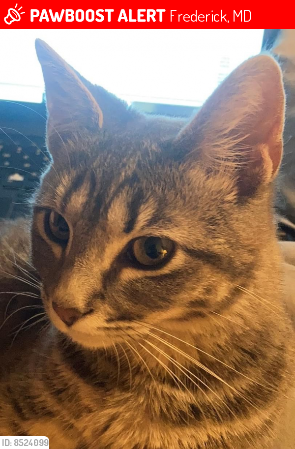 Lost Female Cat last seen Yellow Springs Rd./Rocky Springs Rd.-Circle , Frederick, MD 21702