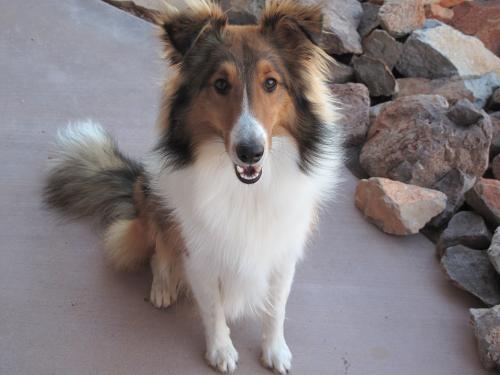 Lost Male Dog last seen Soledad Canyon Rd/Rock House Rd., Doña Ana County, NM 88011