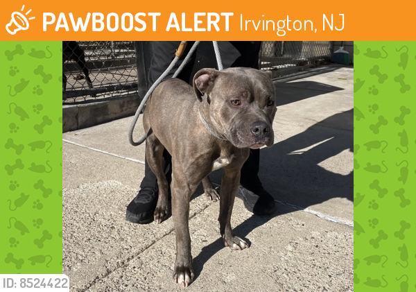 Found/Stray Male Dog last seen Near Myrtle Ave, Irvington , Irvington, NJ 07111