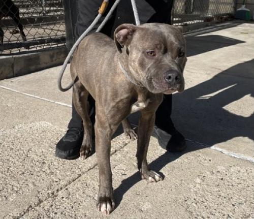 Found/Stray Male Dog last seen Near Myrtle Ave, Irvington , Irvington, NJ 07111