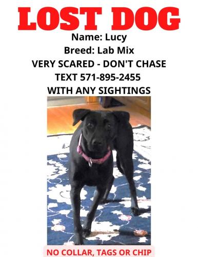 Lost Female Dog last seen Last seen near Sydenstricker Road and Old Keene Mill Road, Burke, VA 22015