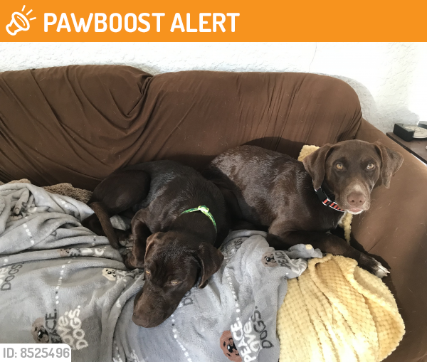 Found/Stray Male Dog last seen Kitchen Creek Rd, San Diego County, CA 91962