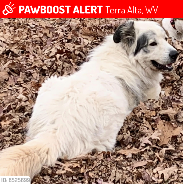 Lost Male Dog last seen Oak Grove Rd and Oak Grove Cir, Terra Alta, wv, Terra Alta, WV 26764