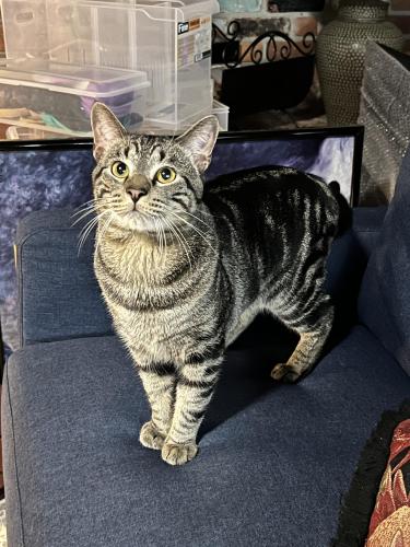 Found/Stray Male Cat last seen NE 13th Ave and NE 13th Street , Fort Lauderdale, FL 33304