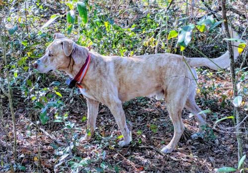 Lost Male Dog last seen 136th and 201st Rd Live Oak FL 32060, Live Oak, FL 32060
