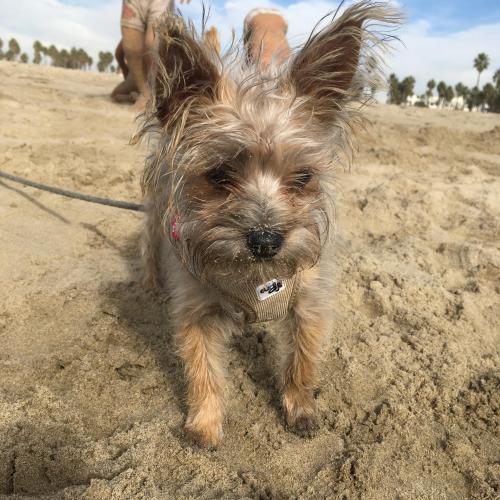 Lost Female Dog last seen Temescal Canyon Park playground, Los Angeles, CA 90272