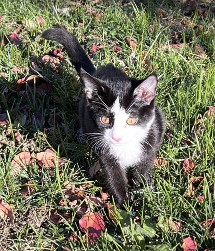 Found/Stray Female Cat last seen Lafora Ct. Vienna VA 22180, Merrifield, VA 22031