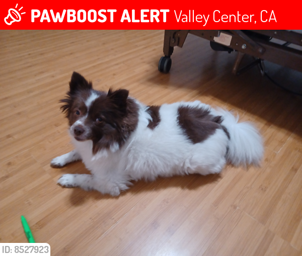Lost Female Dog last seen Bates Nut Farm, Valley Center, CA 92082