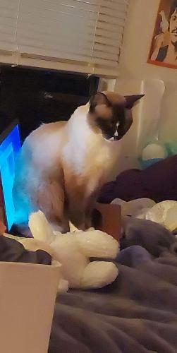 Lost Female Cat last seen Outfront of , Naples, FL 34112