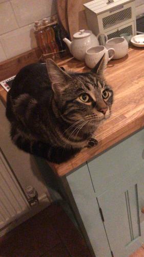 Lost Male Cat last seen Dragon Lane, Leicestershire, England LE9 9PY