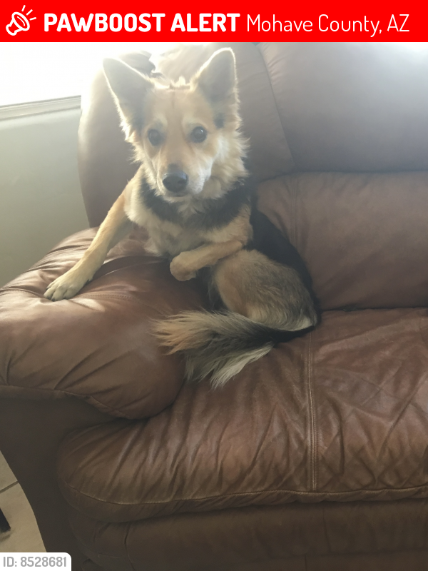 Lost Female Dog last seen Terribles Gas Station, W White Hills Road and N US Highway 93, White Hills, AZ 86445